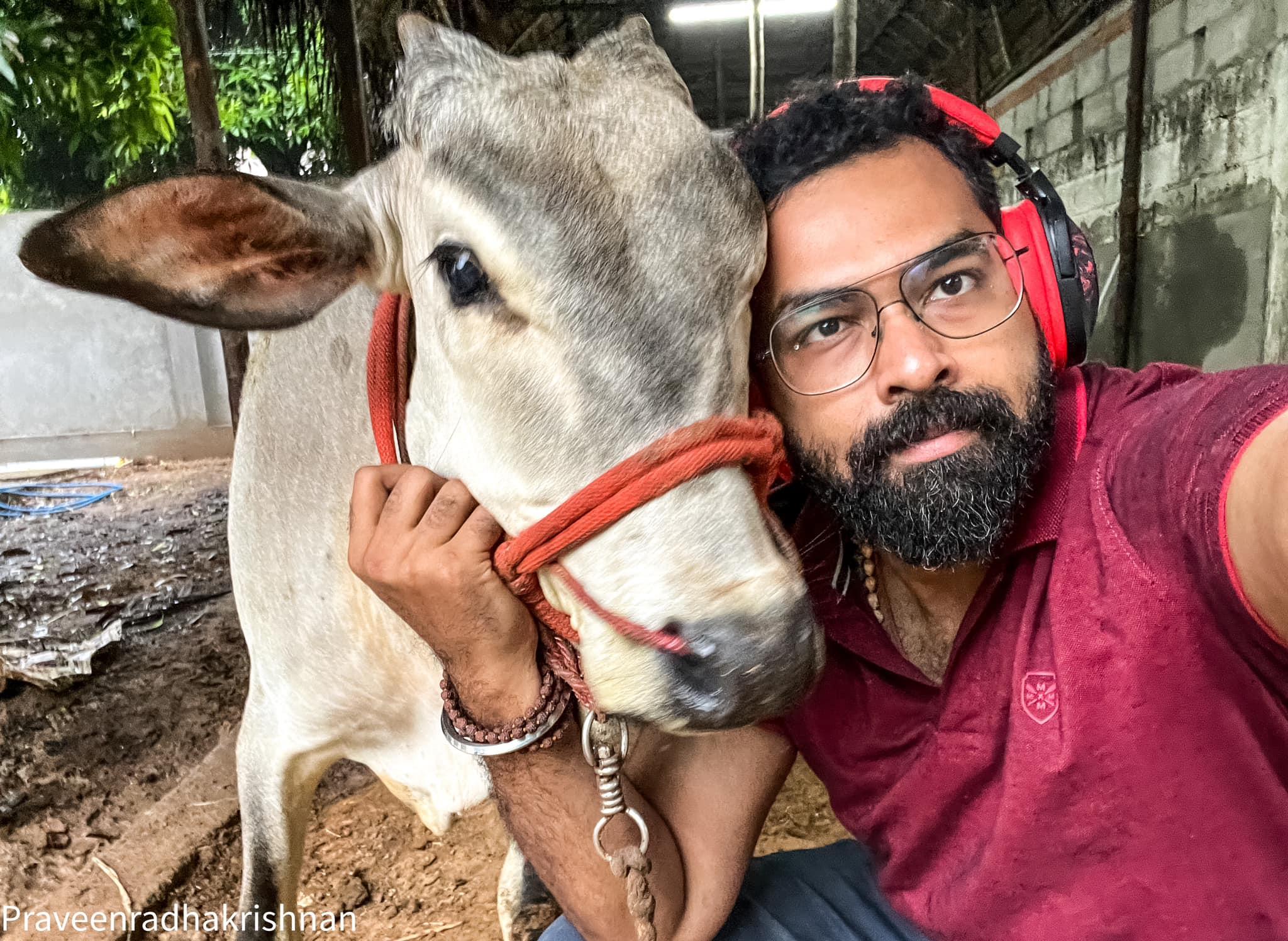 Kamakshi - Native Cow