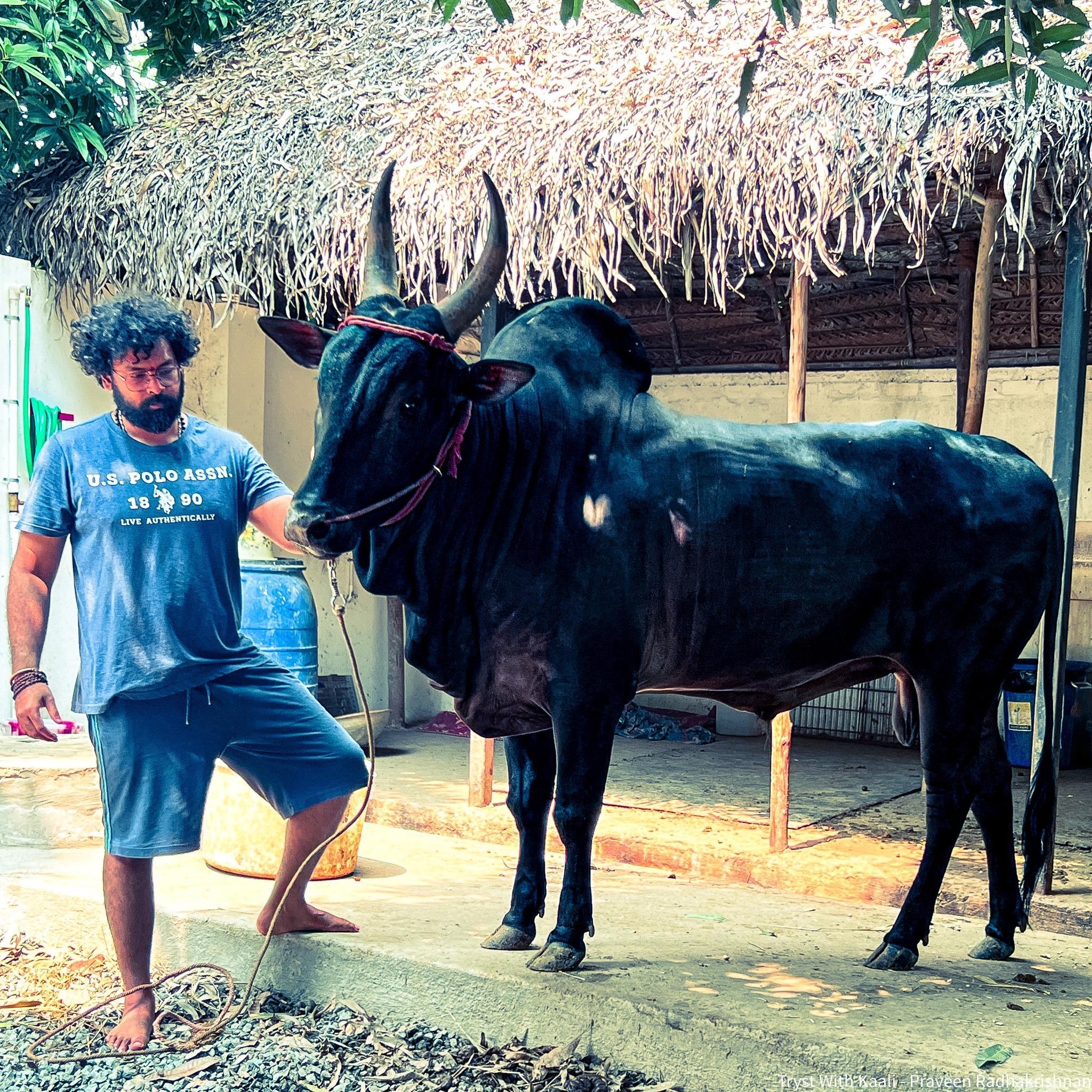 Karuppan - Kangeyam Bull