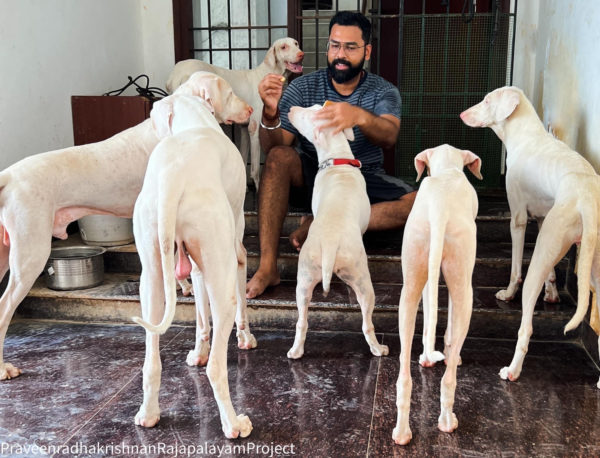 Sacred Rajapalayam Dogs